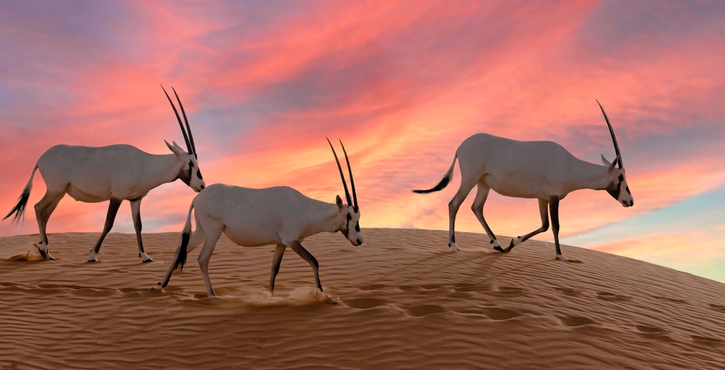 Book Sharjah Desert Park Tickets