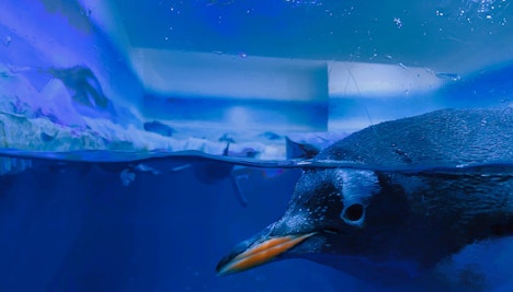 Dubai Aquarium Tank & Aquarium Tunnel