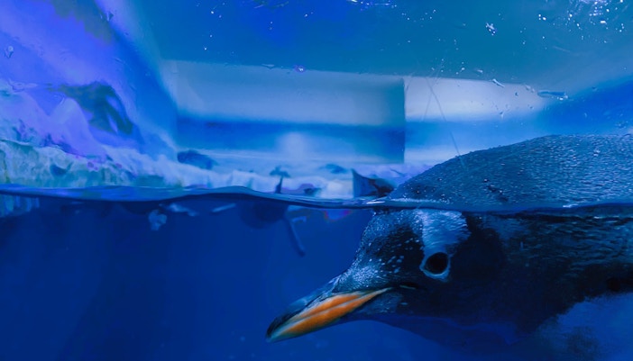 Dubai Aquarium Tank & Aquarium Tunnel