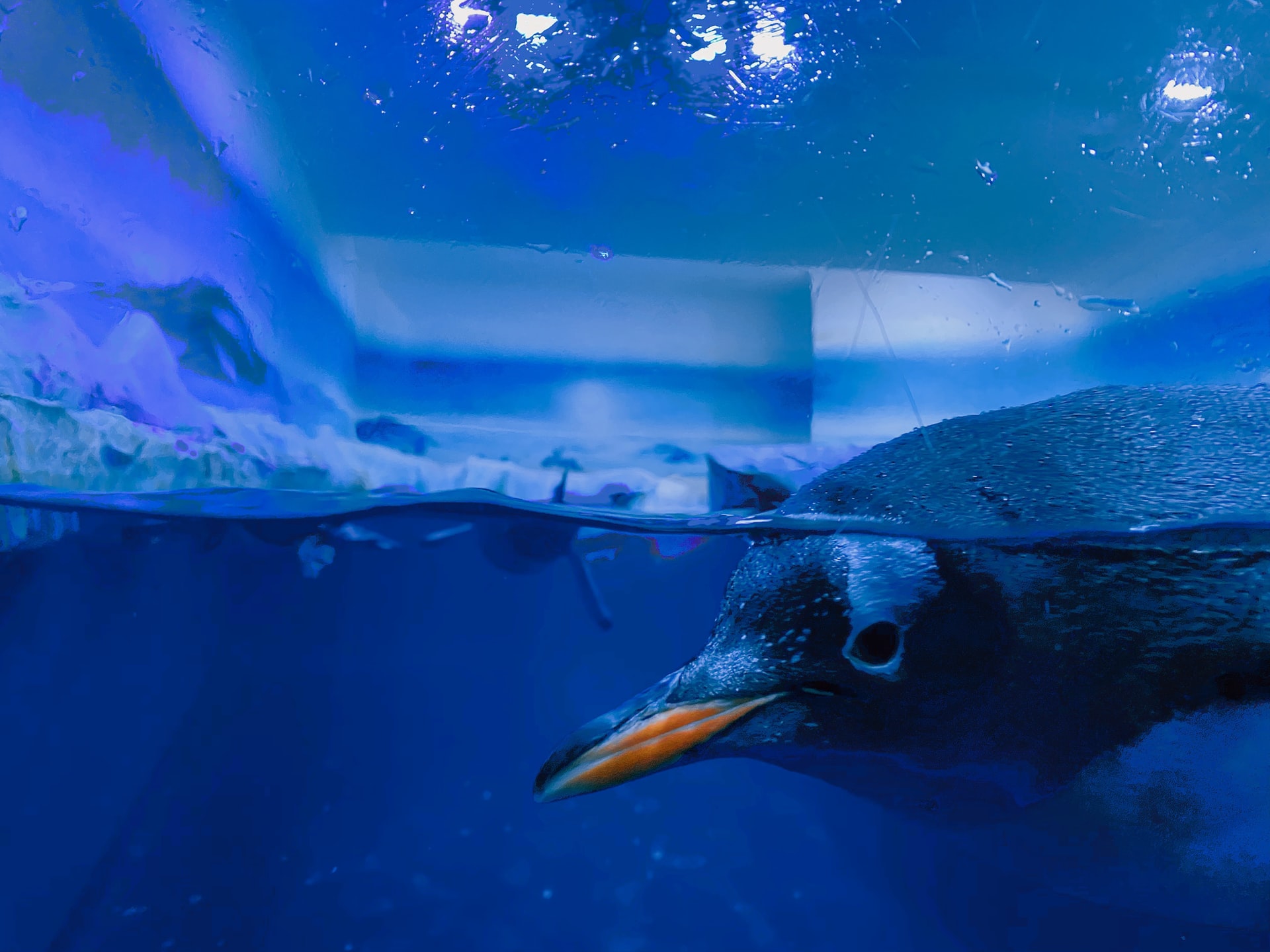 Best Aquariums In London SEA Life ZSL London Zoo More   Af3e2596022acb30b5f410ae7bf8494d Sid Balachandran JV7v7S Kmes Unsplash 