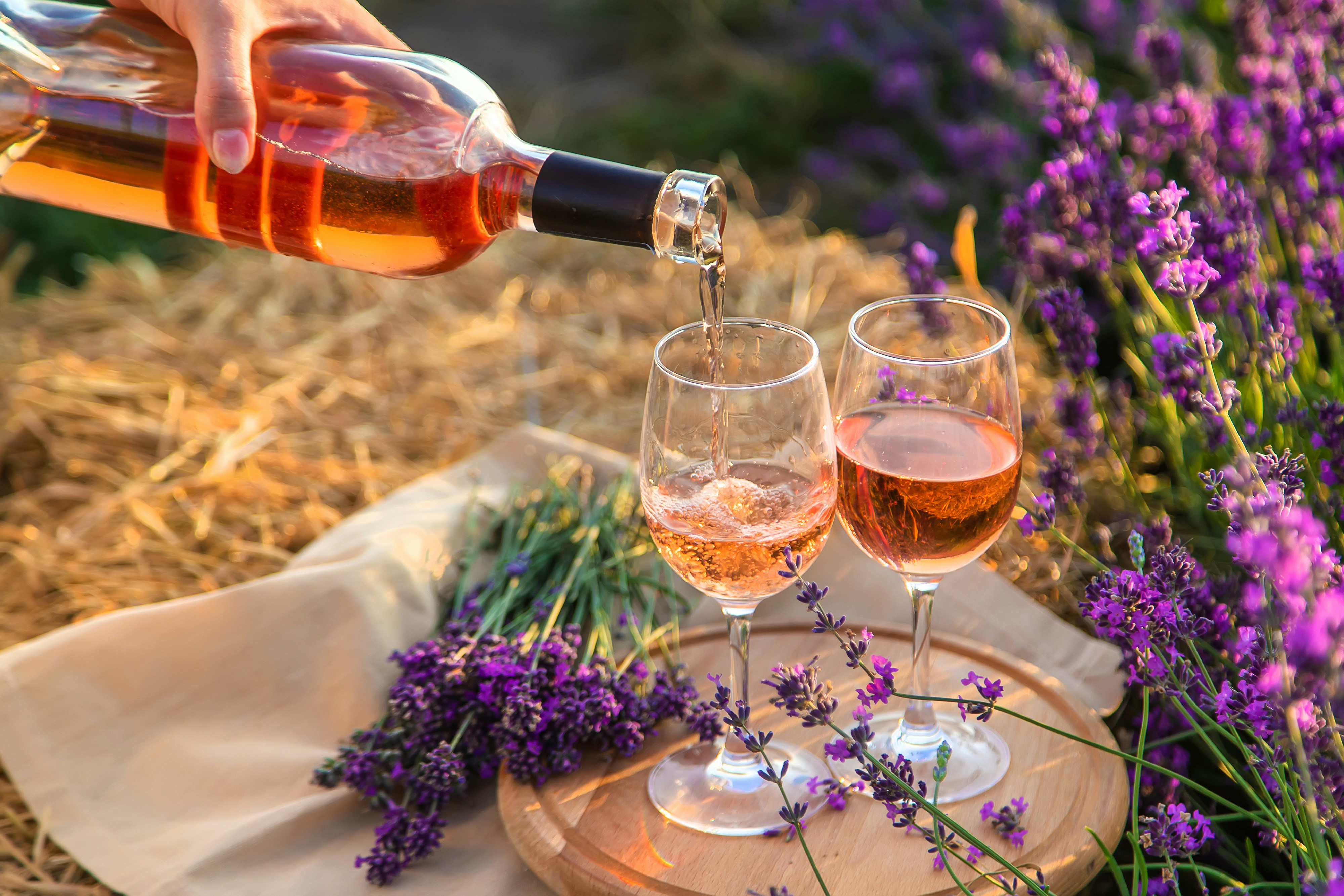 Provence vineyard with rows of grapevines for Rose wine production.