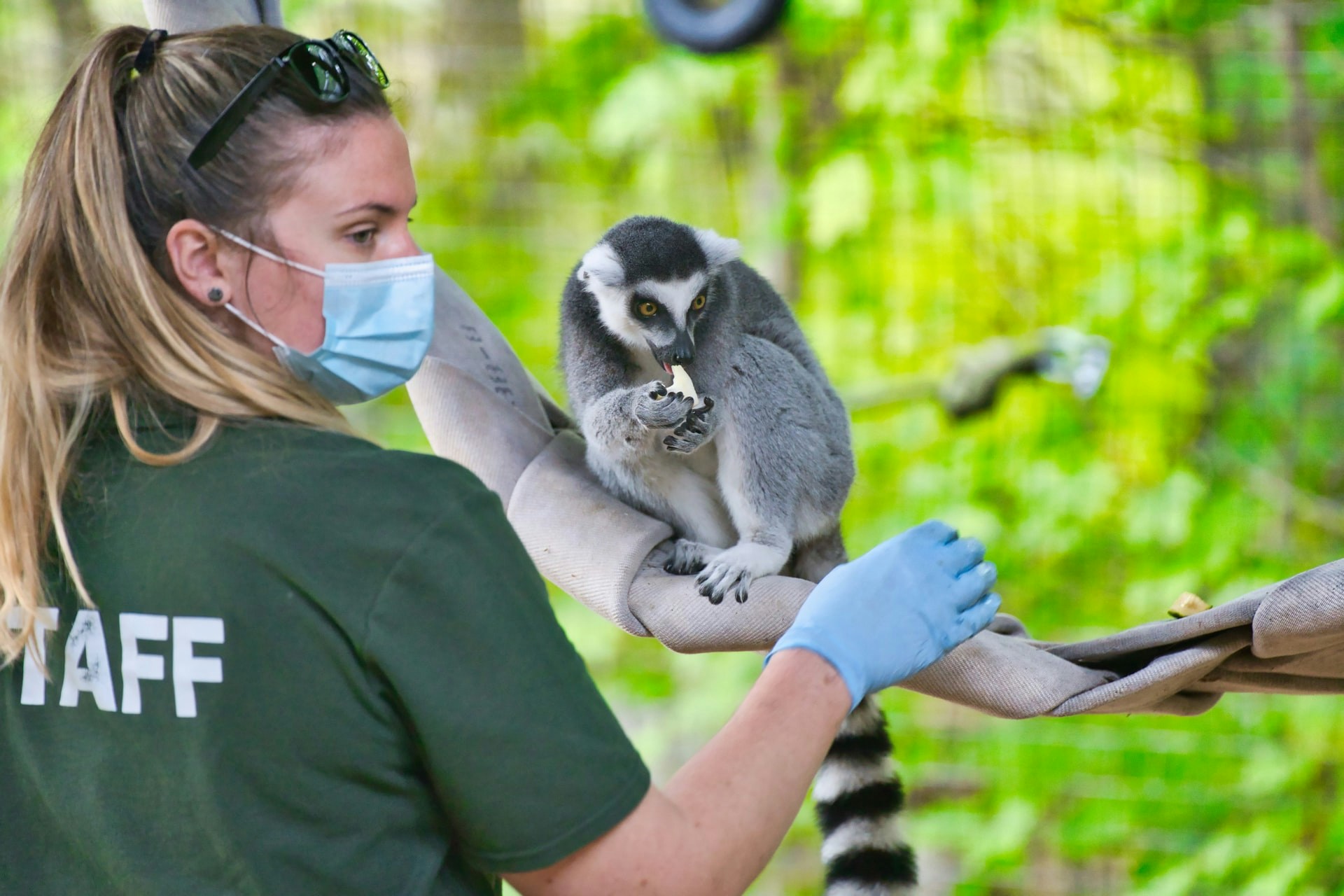 Zoo keeper interacting with a lemur at Maru Koala & Animal Park.