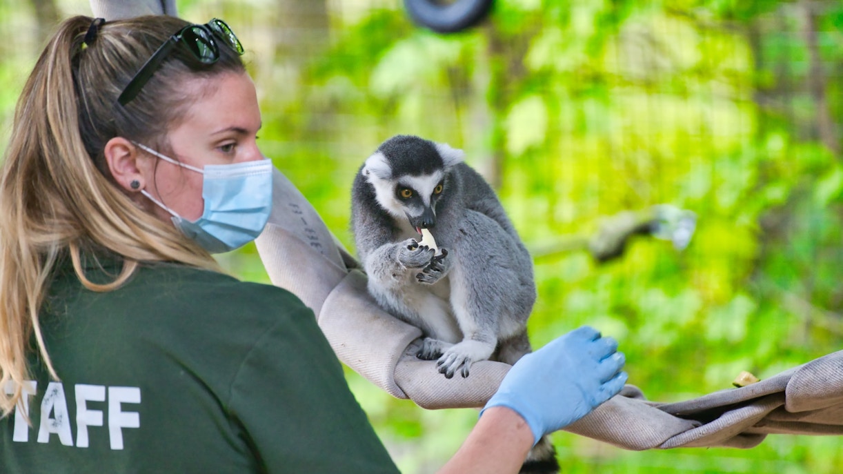 Maru Koala & Animal Park tickets zoo keeper