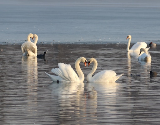 Zoo Negara tickets swans