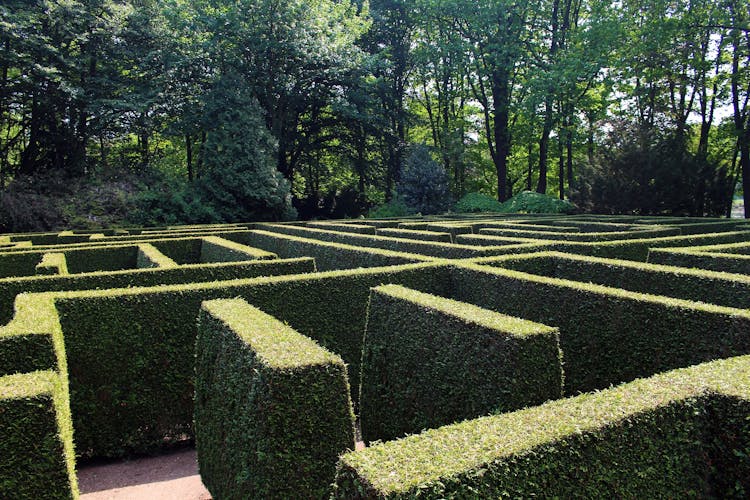 the maze