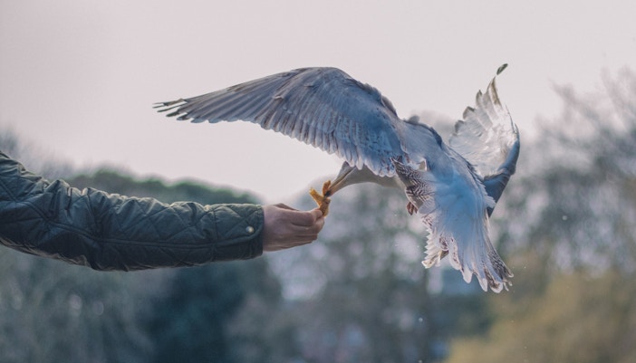 Zoo Negara tickets feeding animals