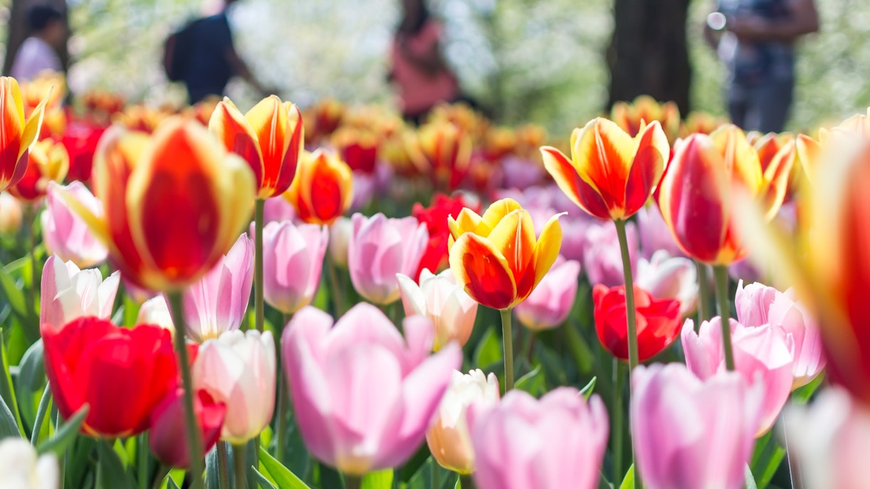 Visit Keukenhof