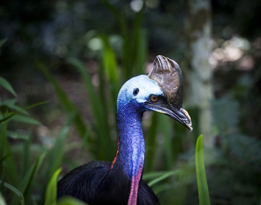 Maru Koala & Animal Park tickets