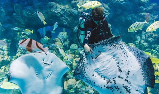 Cairns Aquarium