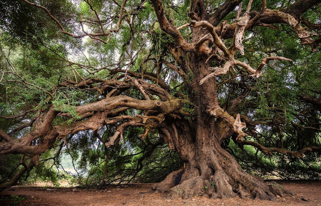 Park Guell Nature & Biodiversity
