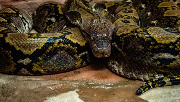 burmese python dubai safari park