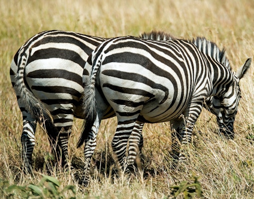 Mogo zoo tickets zebra