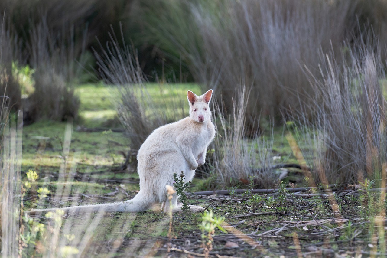 Bruny Island wildlife tour featuring native animals in natural habitat, Tasmania.