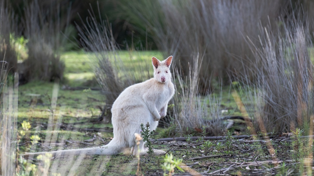 Bruny Island wildlife tour featuring native animals in natural habitat, Tasmania.