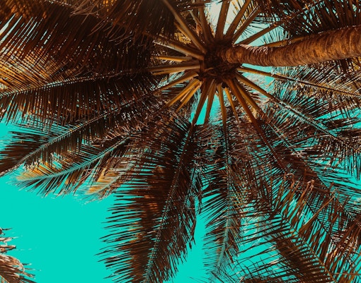 Oasis Wildlife Fuerteventura tickets palm tree