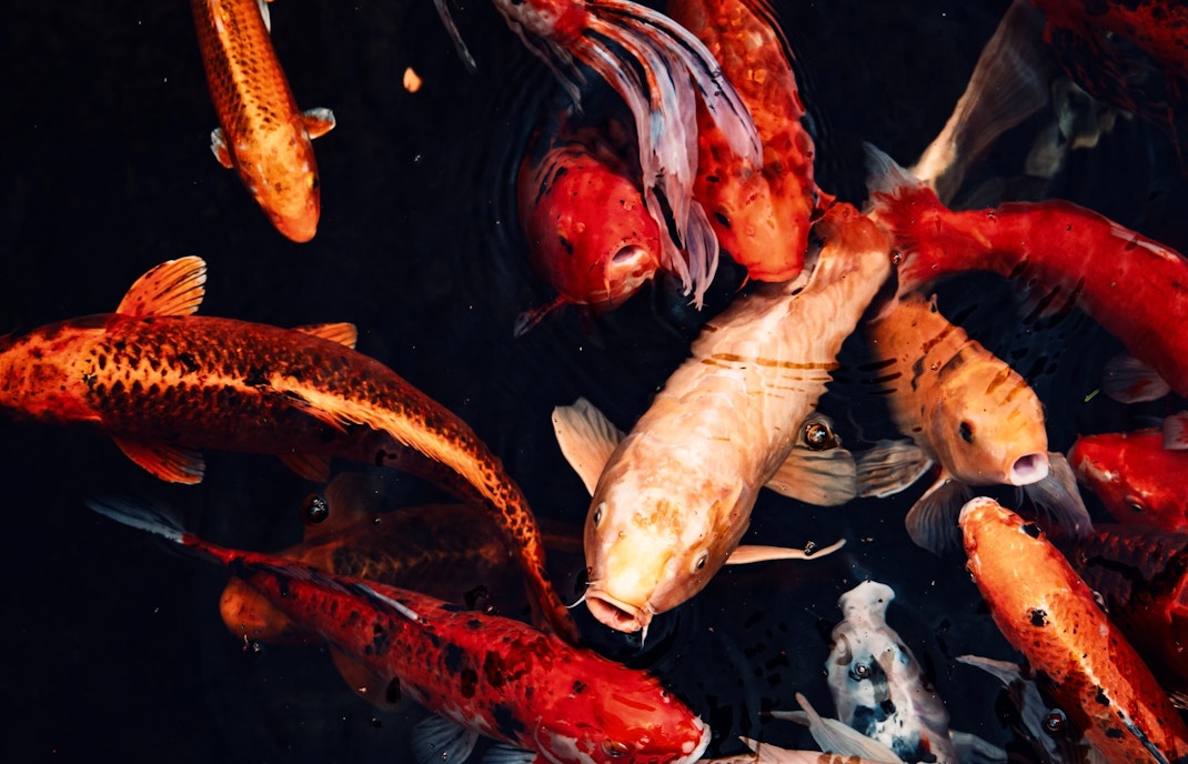 Dubai Butterfly Garden