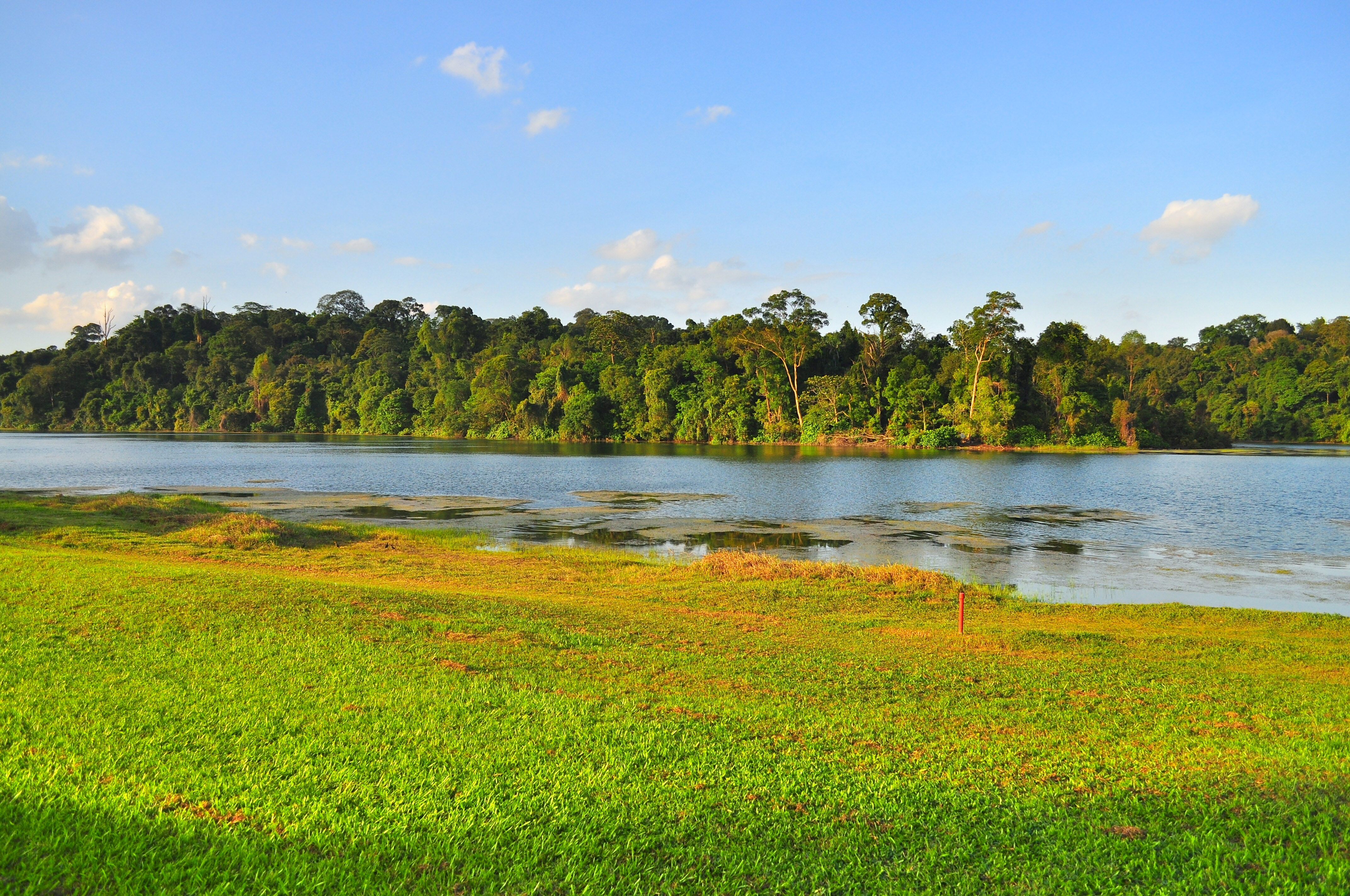 MacRitchie Reservoir boardwalk with lush greenery and calm waters in Singapore.
