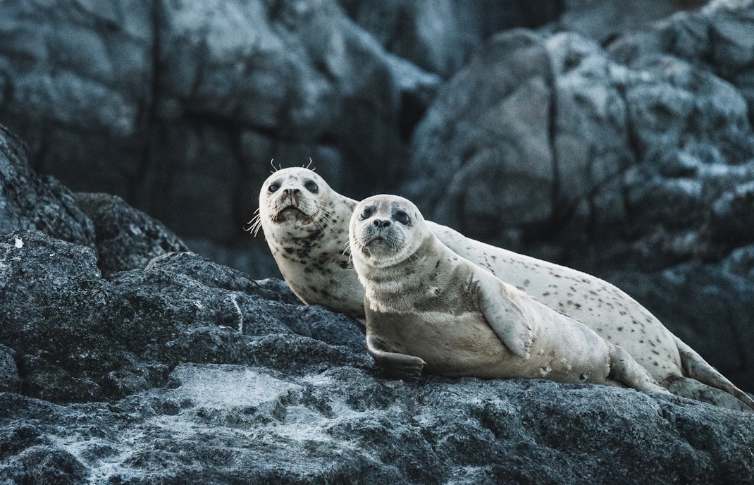 Seals resting on rocks at Taronga Zoo.