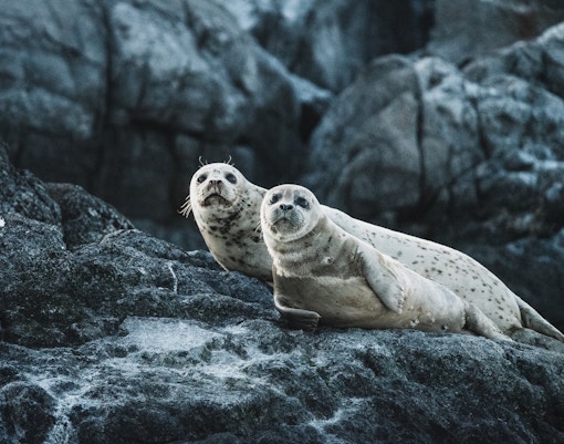 Seals resting on rocks at Taronga Zoo.