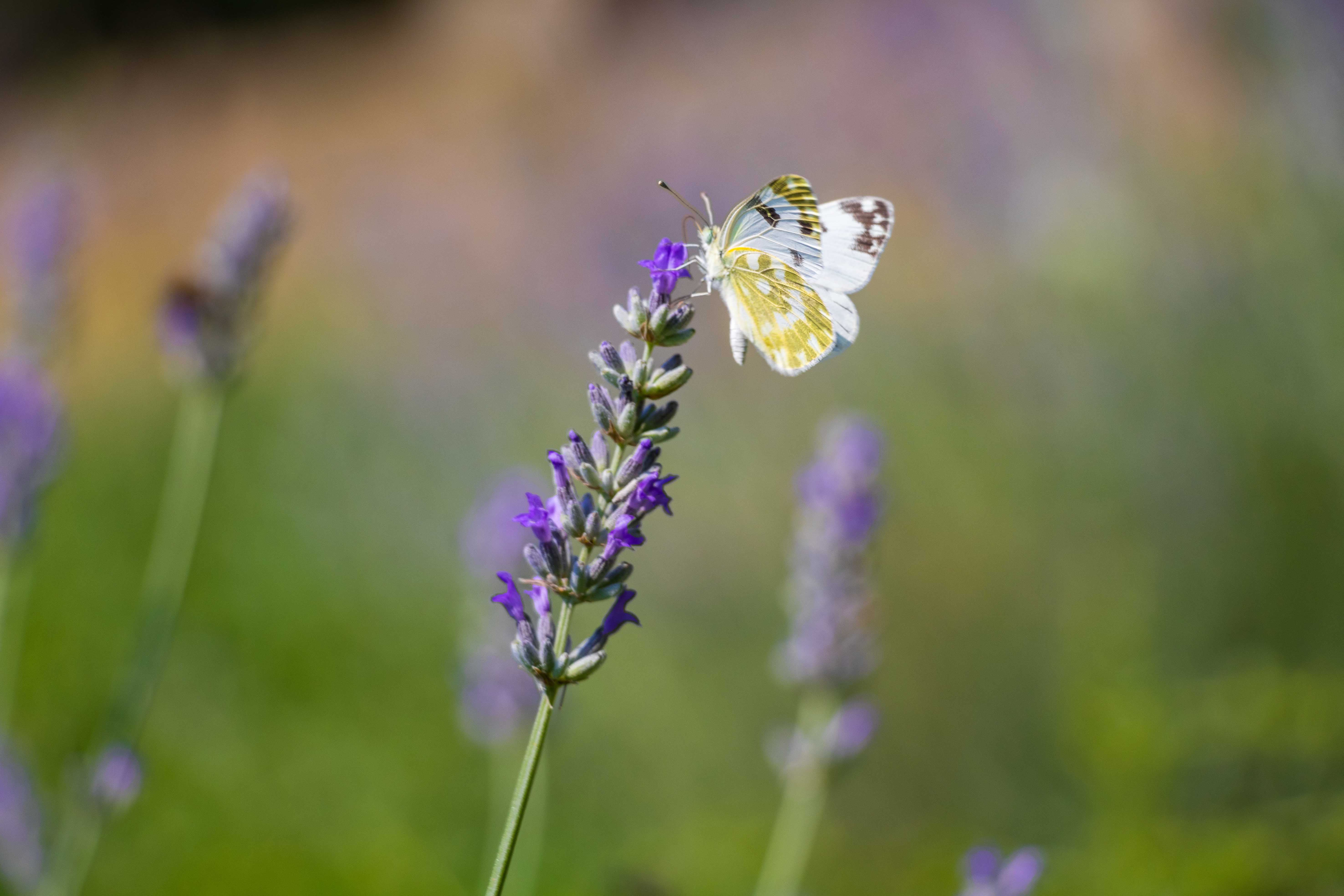 Entopia by Penang Butterfly Farm - Natureland