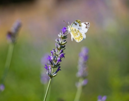 Entopia na Penang Butterfly Farm: Natureland
