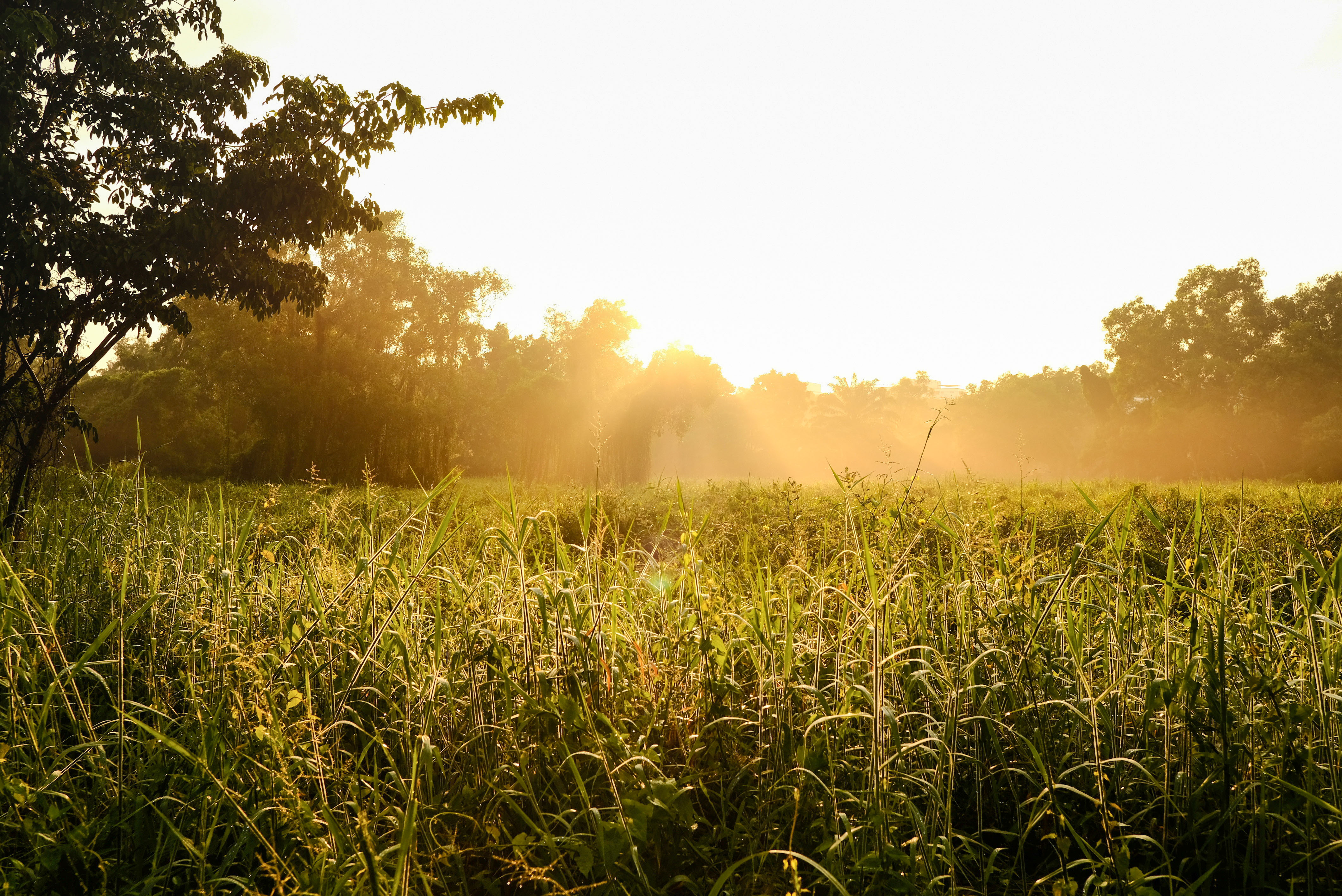 Parks in Singapore - Tampines Eco Green Park