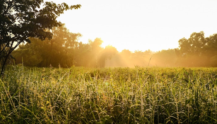Parks in Singapore - Tampines Eco Green Park