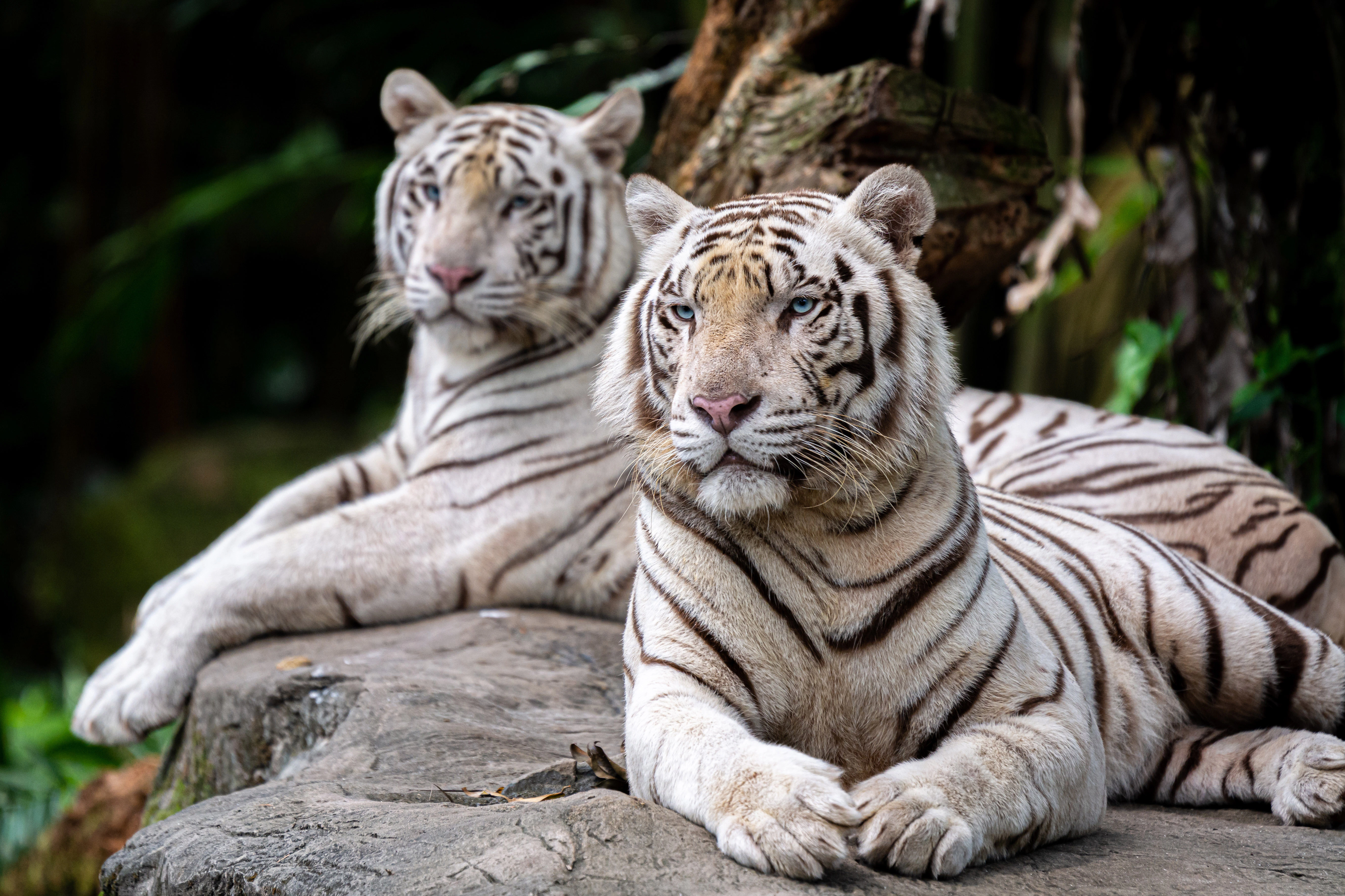 White tigers resting at Singapore Zoo, part of the Singapore Travel Guide.