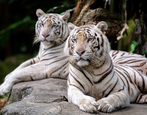 Singapore Travel Guide - Zoo