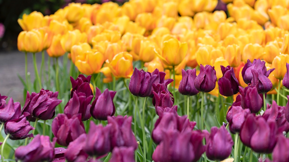 amsterdam tulip festival