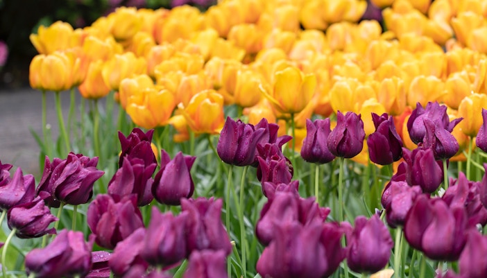 tulip season amsterdam
