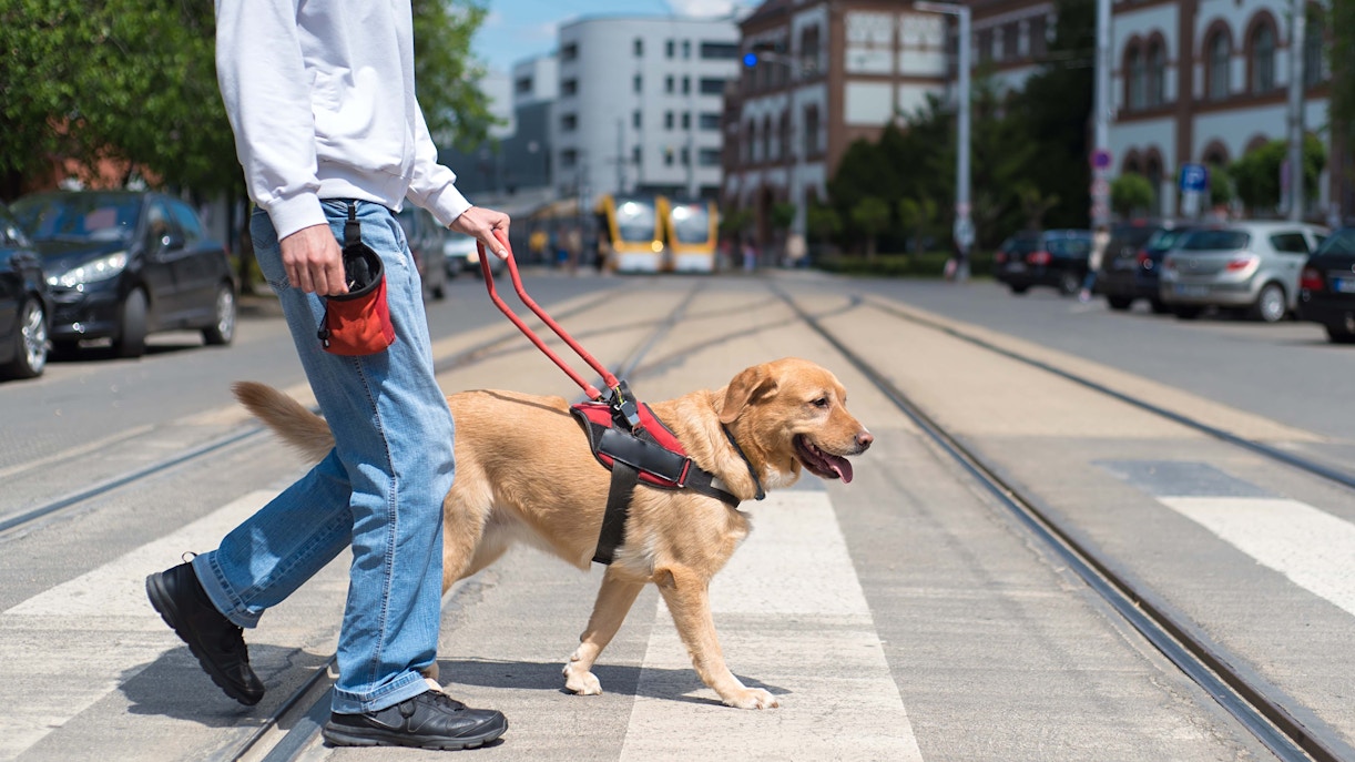 Guide dog assisting person across street, relevant to Kennedy Space Center pet regulations.