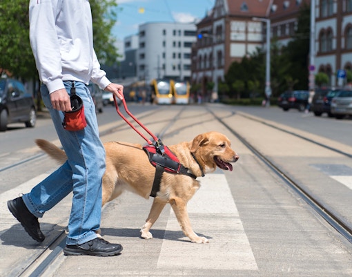 Guide dog assisting person across street, relevant to Kennedy Space Center pet regulations.