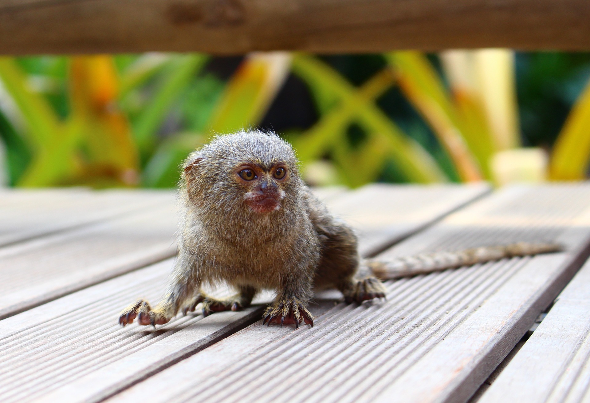 Mogo zoo tickets pygmy marmoset