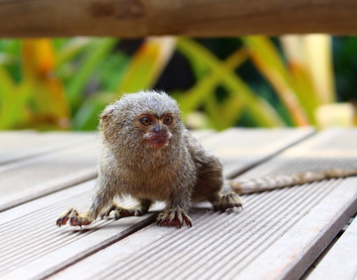 Mogo zoo tickets pygmy marmoset