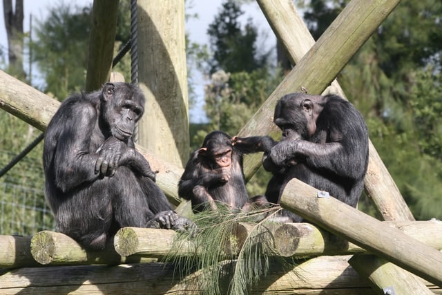 Chimpanzees sitting on wooden structure at Dubai Safari Park.