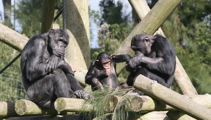 chimpanzee dubai safari park