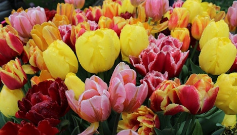 Keukenhof Amsterdam 2023