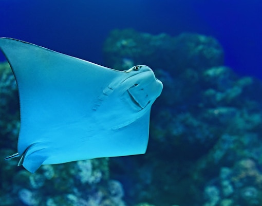 Dubai Aquarium Tank & Aquarium Tunnel
