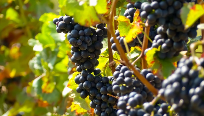 Praagse wijngaarden dinercruise