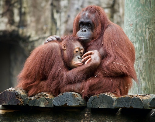 Zoo Negara tickets orangutan