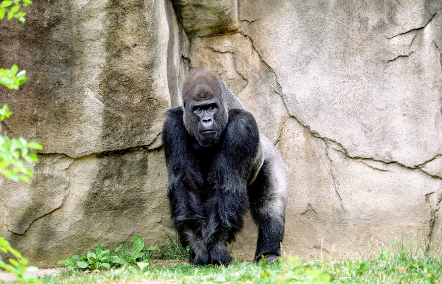 About Melbourne Zoo