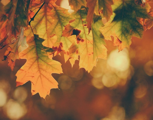 Florence Travel Guide - Autumn in Florence