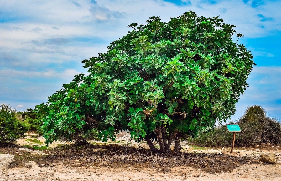 Nature & Biodiversity-Park Guell