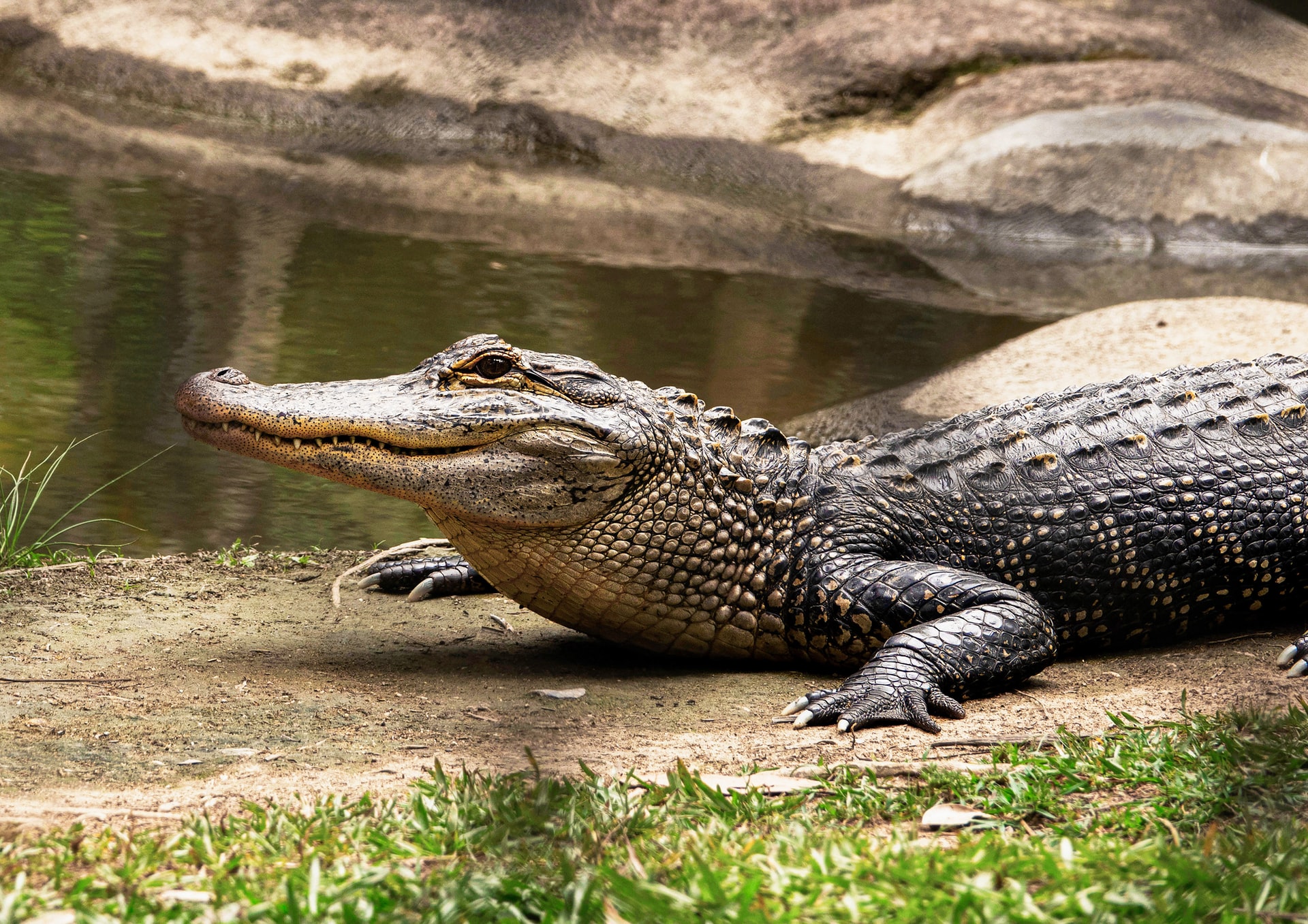 malaga crocodile park tickets