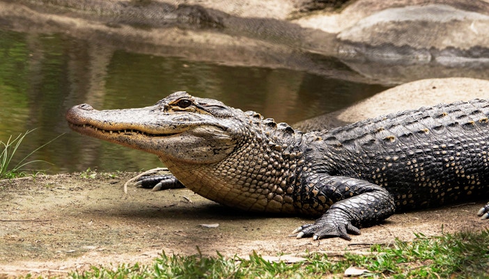 malaga crocodile park tickets