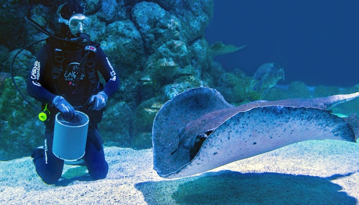 Cairns Aquarium marine life exhibit with diverse fish species swimming.