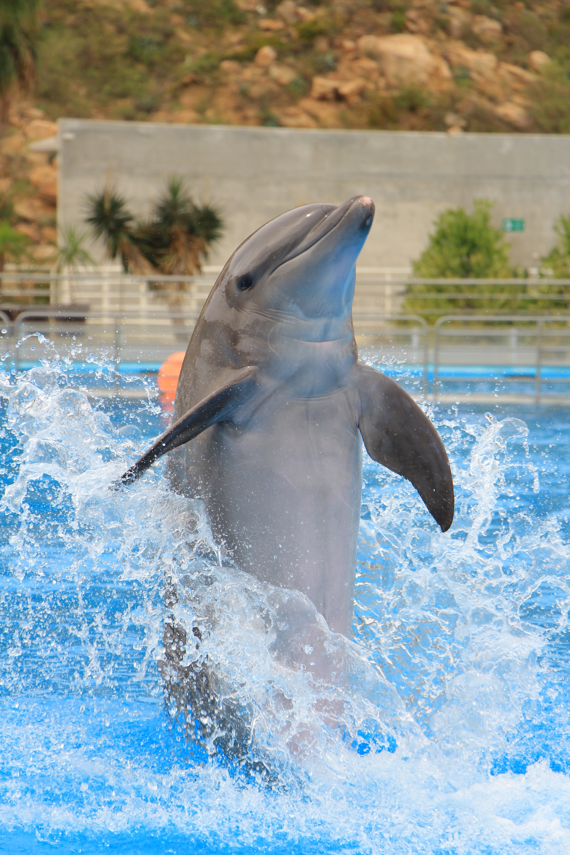 about dubai dolphinarium