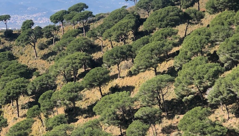 barcelona in january - nature