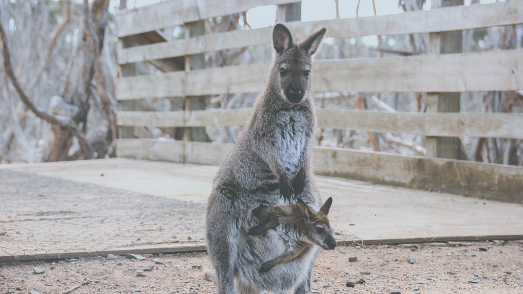 About Melbourne Zoo